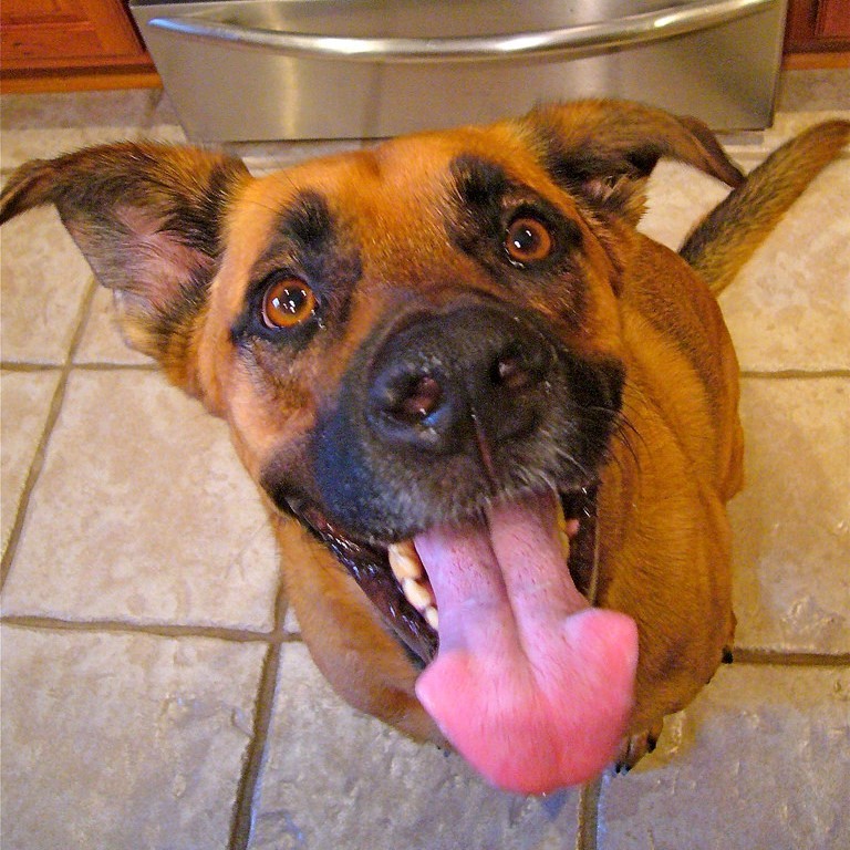 A dog looks up from the kitchen floor with expectant eyes and its tongue hanging out.