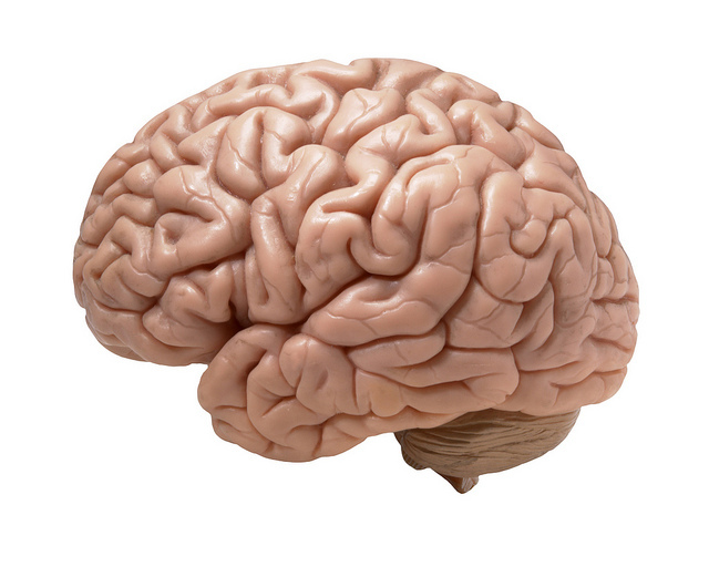 Model of the human brain Model of the human brain