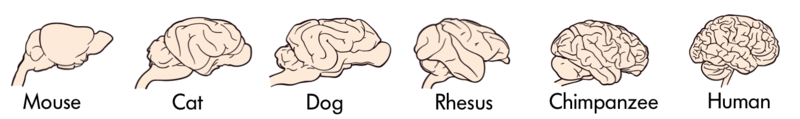 The brains of various animals – mouse, cat, dog, rhesus monkey, chimpanzee and human presented in order of complexity with mouse having the least and human having the most folds and convolutions in the brain. 