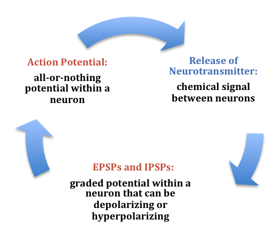 Summary of the electrochemical communication within and between neurons: Action potential (all-or-nothing potential within a neuron) leads to Release of neurotransmitters (chemical signals between neurons) which in turn leads to EPSPs and IPSPs (excitatory postsynaptic potentials and inhibitory postsynaptic potentials which are graded potentials within a neuron that can be depolarizing and hyperpolarizing). Summary of the electrochemical communication within and between neurons: Action potential (all-or-nothing potential within a neuron) leads to Release of neurotransmitters (chemical signals between neurons) which in turn leads to EPSPs and IPSPs (excitatory postsynaptic potentials and inhibitory postsynaptic potentials which are graded potentials within a neuron that can be depolarizing and hyperpolarizing).